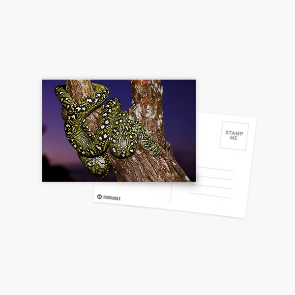 Diamond Python (Morelia spilota spilota) Postcard