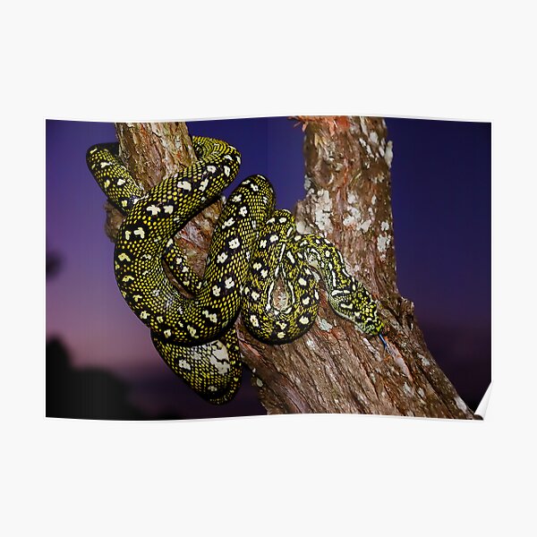 Diamond Python (Morelia spilota spilota) Poster