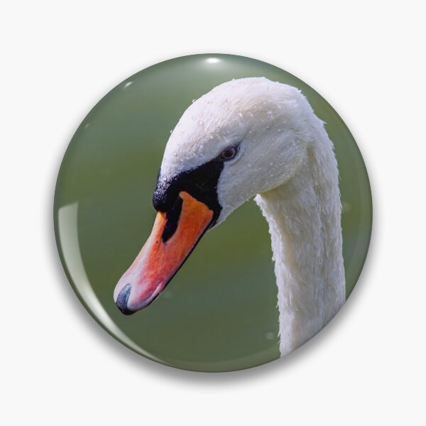 Item preview, Mute Swan Portrait designed and sold by Tom McPherson Photography.
