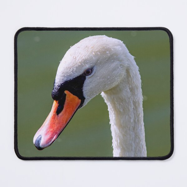 Item preview, Mute Swan Portrait designed and sold by Tom McPherson Photography.