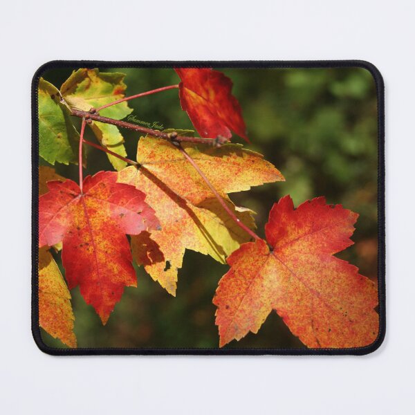 Item preview, Autumn Maple Leaves ~ Nature's Work designed and sold by SummerJade.