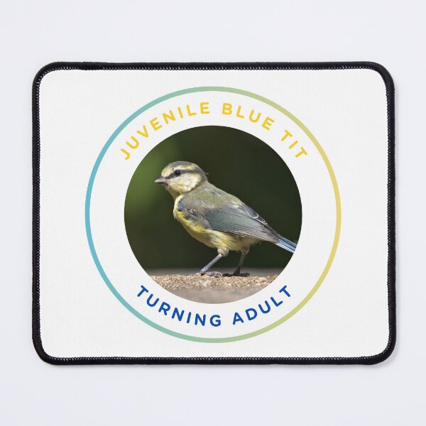 Item preview, Juvenile Blue Tit - Turning Adult designed and sold by KM Wong Photography.