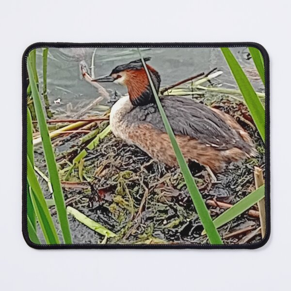 Item preview, Great Crested Grebe, Copenhagen, May 2026 designed and sold by RedHillDigital.