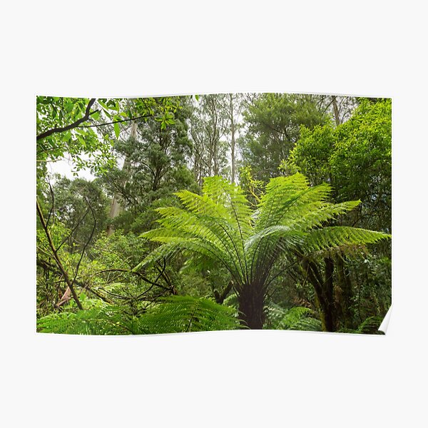Tree Fern Poster