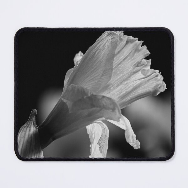Item preview, Noir Bloom: Dramatic Withered Narcissus Art designed and sold by photossmirnov.
