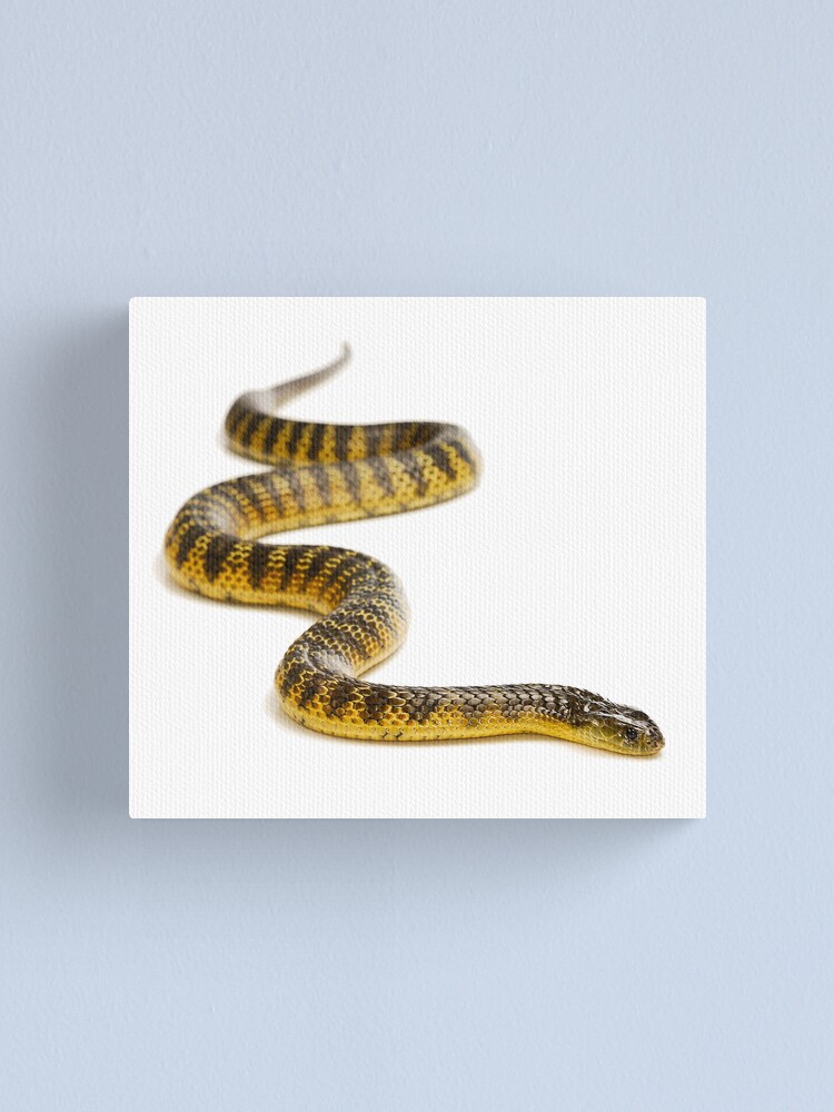 Alternate view of Eastern or Common Tiger Snake (Notechis scutatus scutatus) Canvas Print