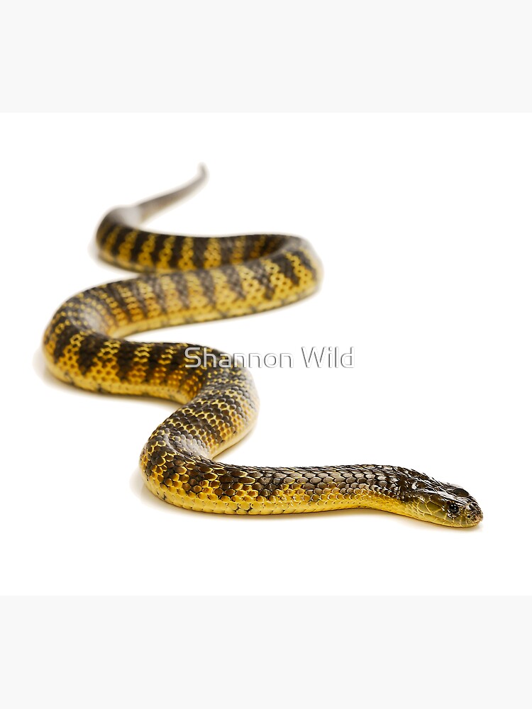 Eastern or Common Tiger Snake (Notechis scutatus scutatus) by ShannonPlummer