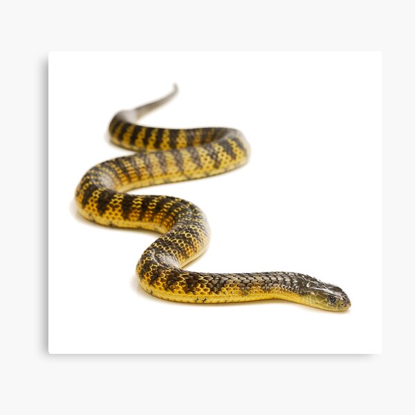 Eastern or Common Tiger Snake (Notechis scutatus scutatus) Metal Print