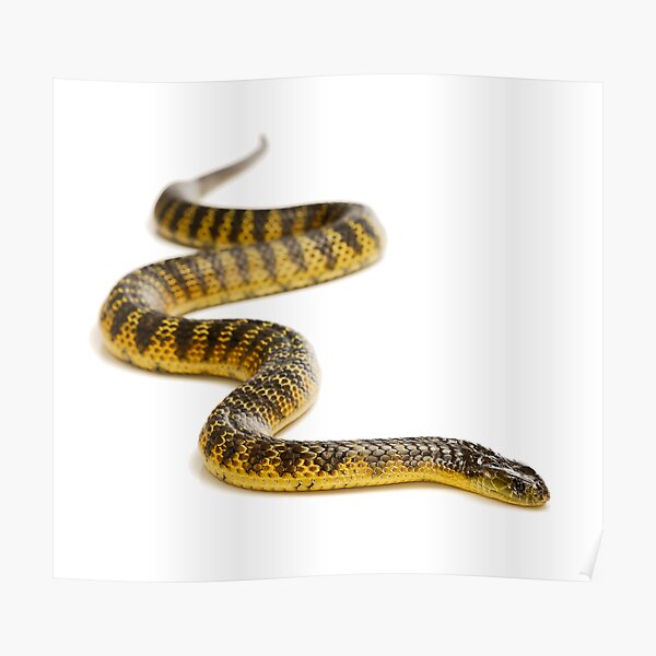 Eastern or Common Tiger Snake (Notechis scutatus scutatus) Poster