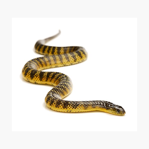 Eastern or Common Tiger Snake (Notechis scutatus scutatus) Photographic Print