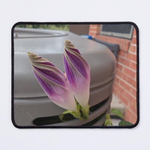 Item preview, Morning Glory - Budding Pair designed and sold by MacroFlower.