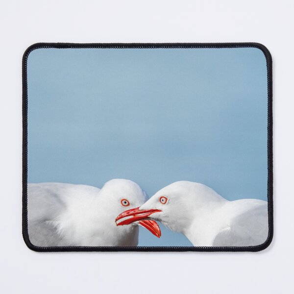 Item preview, Side-by-side colours and  features of two red-billed gulls, designed and sold by Brian Scantlebury.