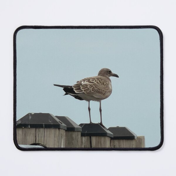 Item preview, Laughing Gull Perched on a Post. designed and sold by Pearls1.