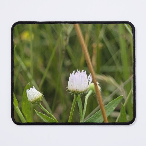 Item preview, Daisy Fleabane Bud designed and sold by MacroFlower.