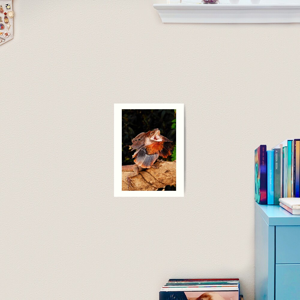 Frilled Lizard (Chlamydosaurus kingii) Art Print