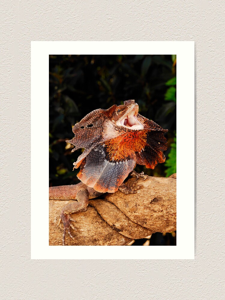Alternate view of Frilled Lizard (Chlamydosaurus kingii) Art Print