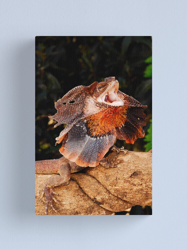 Alternate view of Frilled Lizard (Chlamydosaurus kingii) Canvas Print