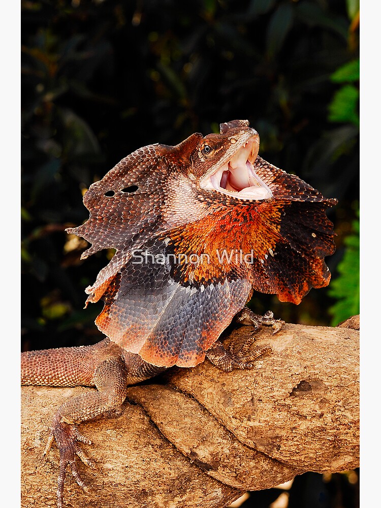 Frilled Lizard (Chlamydosaurus kingii) by ShannonPlummer