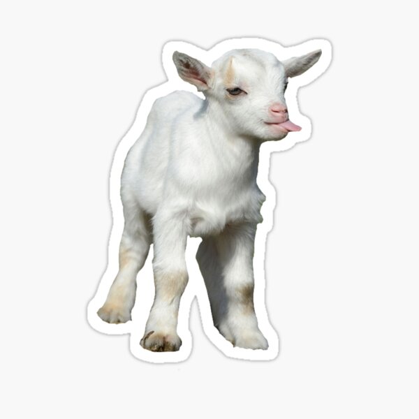 baby goat Sticker