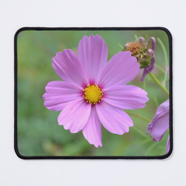 Item preview, Pink Cosmos Flower with Yellow Center designed and sold by MiraNadaPrints.