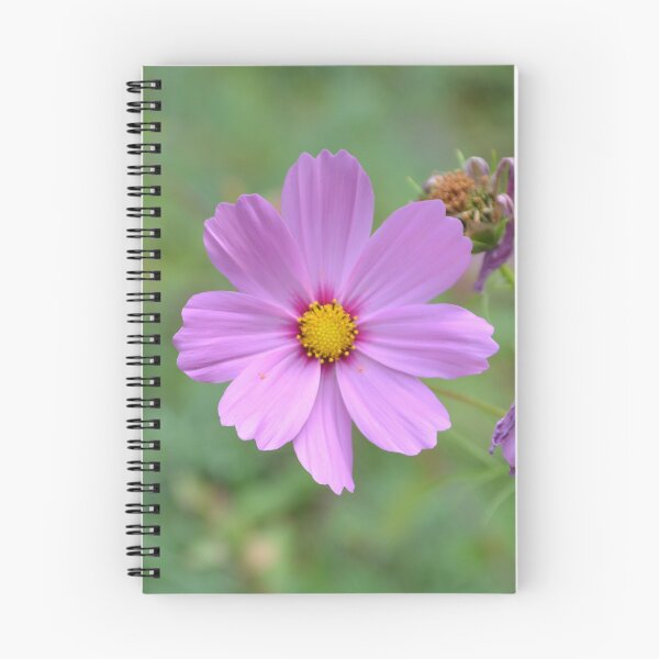 Item preview, Pink Cosmos Flower with Yellow Center designed and sold by MiraNadaPrints.