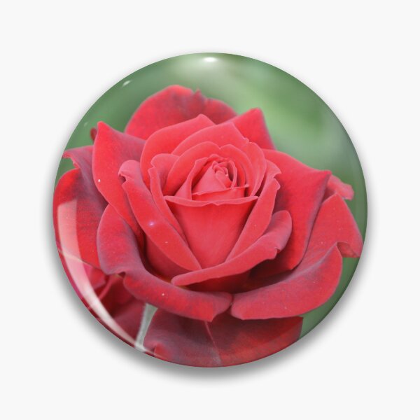 Item preview, Rich Crimson Red Rose in Full Bloom designed and sold by MiraNadaPrints.