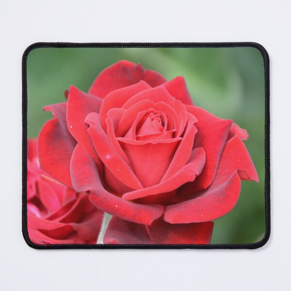 Item preview, Rich Crimson Red Rose in Full Bloom designed and sold by MiraNadaPrints.