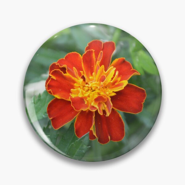 Item preview, Bright Red French Marigold in Green Foliage designed and sold by MiraNadaPrints.