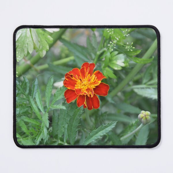 Item preview, Bright Red French Marigold in Green Foliage designed and sold by MiraNadaPrints.
