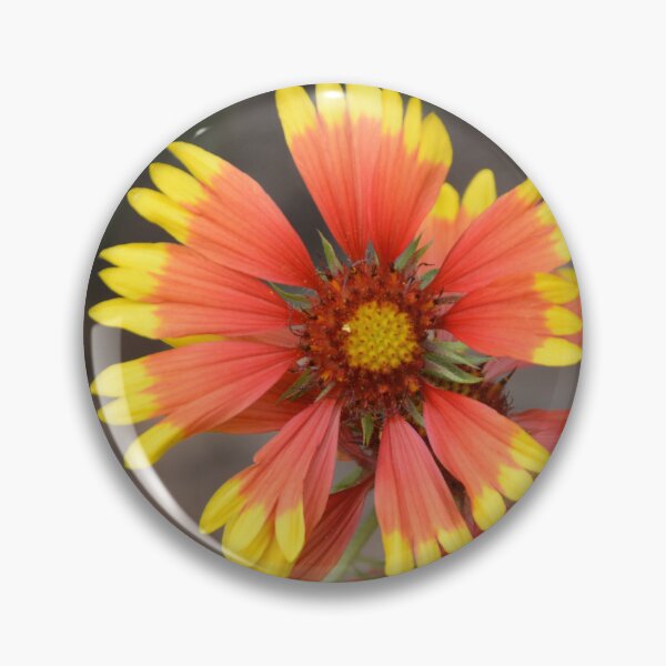 Item preview, Fiery Orange Blanket Flower Overhead View designed and sold by MiraNadaPrints.