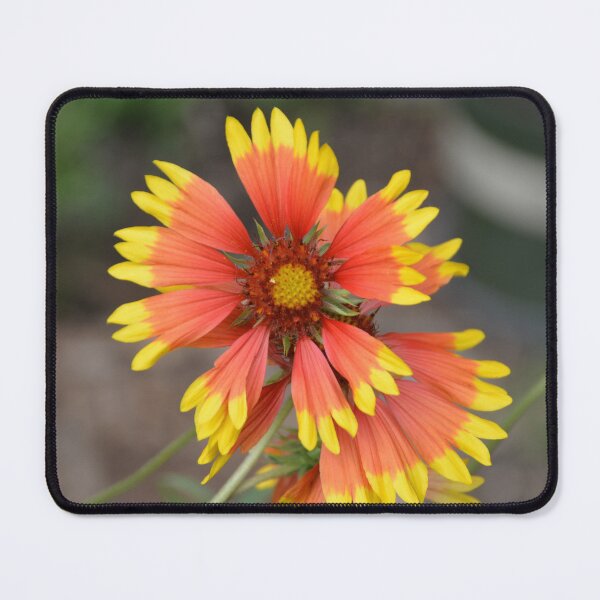 Item preview, Fiery Orange Blanket Flower Overhead View designed and sold by MiraNadaPrints.