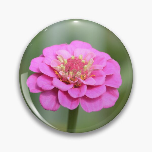 Item preview, Charming Pink Zinnia Bloom on Stem designed and sold by MiraNadaPrints.