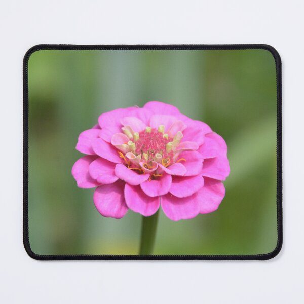 Item preview, Charming Pink Zinnia Bloom on Stem designed and sold by MiraNadaPrints.