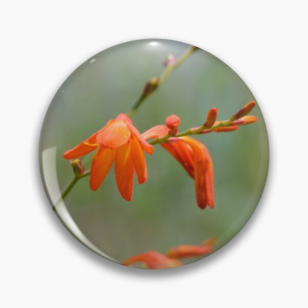 Item preview, Bright Orange Crocosmia Flowers Selective Focus designed and sold by MiraNadaPrints.