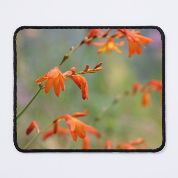 Item preview, Bright Orange Crocosmia Flowers Selective Focus designed and sold by MiraNadaPrints.
