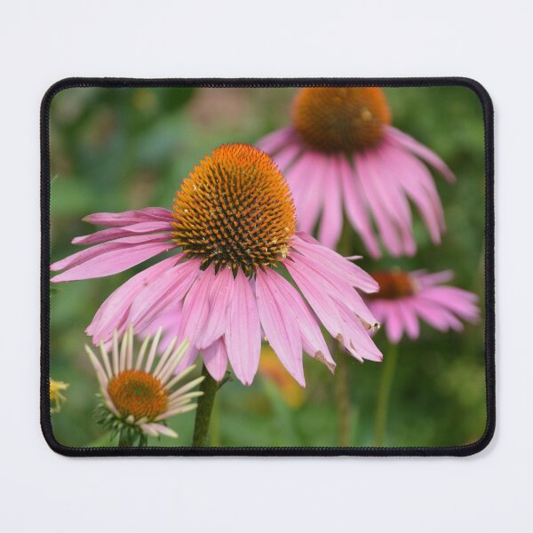 Item preview, Purple Coneflowers Blooming in Summer Garden designed and sold by MiraNadaPrints.