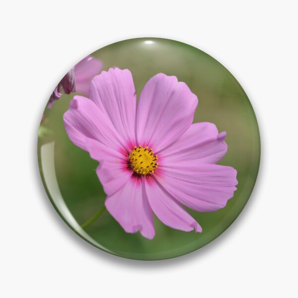 Item preview, Vibrant Pink Cosmos Flower Close Up designed and sold by MiraNadaPrints.