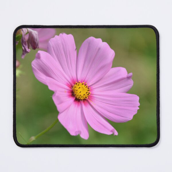 Item preview, Vibrant Pink Cosmos Flower Close Up designed and sold by MiraNadaPrints.