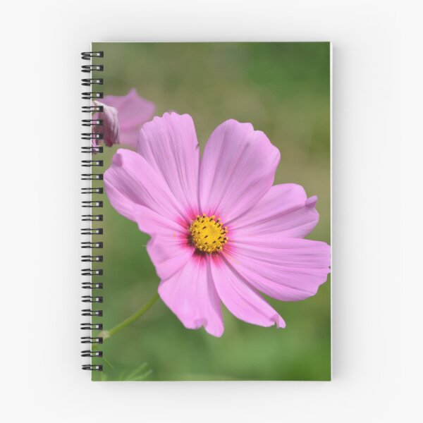 Item preview, Vibrant Pink Cosmos Flower Close Up designed and sold by MiraNadaPrints.