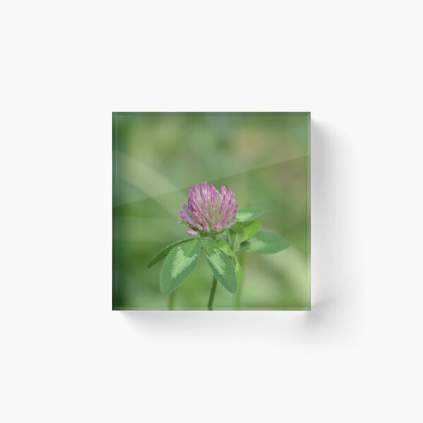 Item preview, Blooming Pink Red Clover Flower Macro designed and sold by MiraNadaPrints.