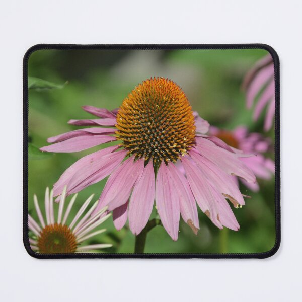 Item preview, Purple Coneflower Detail in Sunlit Garden designed and sold by MiraNadaPrints.