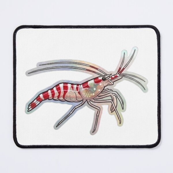 Item preview, Candy Cane Shrimp Red White Reef Illustration designed and sold by KenworksDigital.