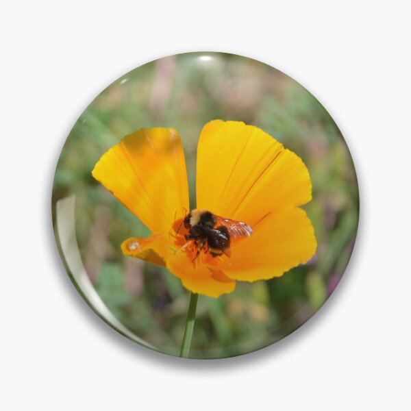 Item preview, Bumblebee Foraging on Golden California Poppy designed and sold by MiraNadaPrints.