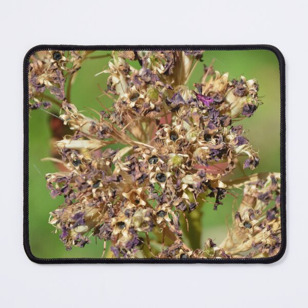 Item preview, Dried Flower Seed Heads in Late Summer designed and sold by MiraNadaPrints.