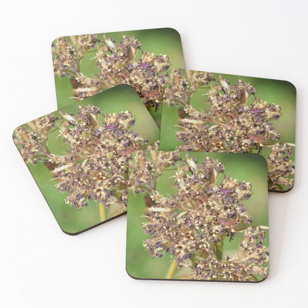 Item preview, Dried Flower Seed Heads in Late Summer designed and sold by MiraNadaPrints.