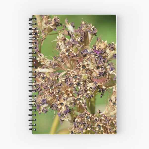Item preview, Dried Flower Seed Heads in Late Summer designed and sold by MiraNadaPrints.
