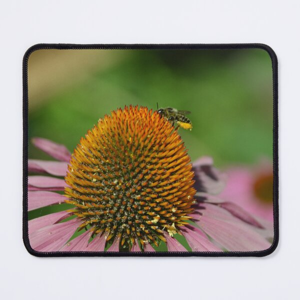 Item preview, Bee Gathering Pollen atop Coneflower designed and sold by MiraNadaPrints.