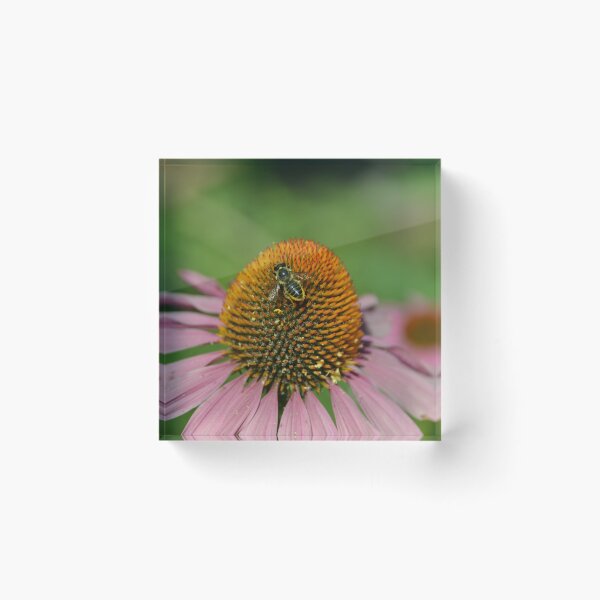 Item preview, Pollinator Bee on Coneflower designed and sold by MiraNadaPrints.