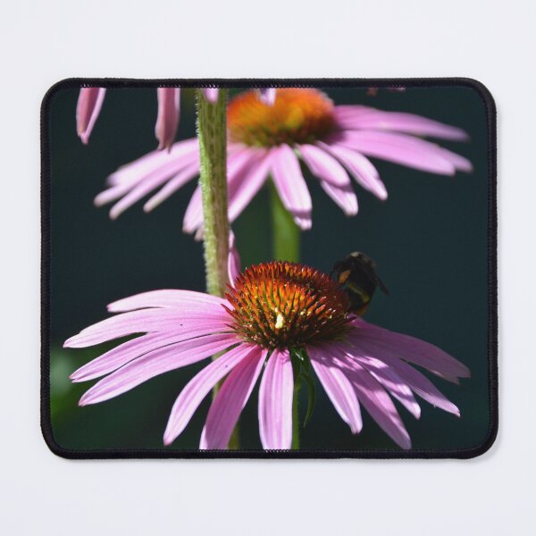 Item preview, Bumblebee Foraging on Purple Coneflower Stem designed and sold by MiraNadaPrints.
