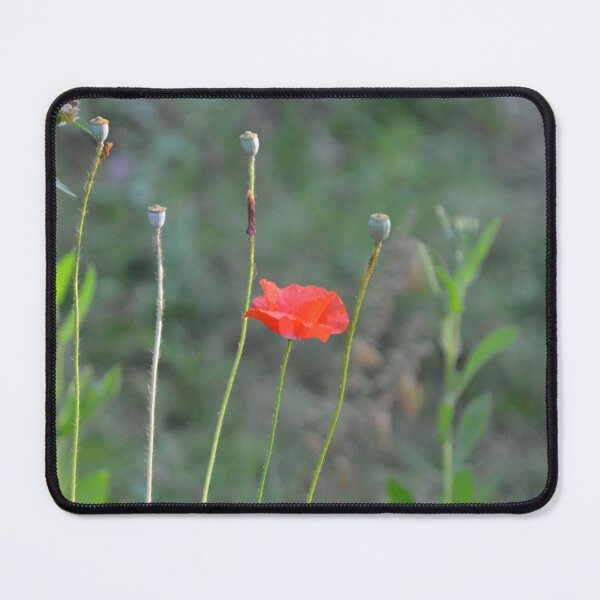 Item preview, Pink Cosmos Flower in Wild Meadow Garden designed and sold by MiraNadaPrints.